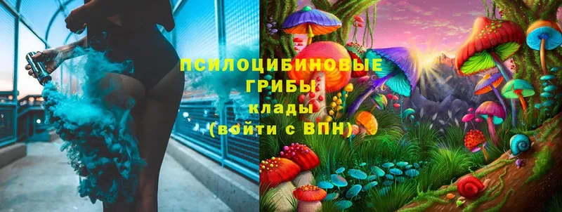 Псилоцибиновые грибы Cubensis  дарнет шоп  Галич 